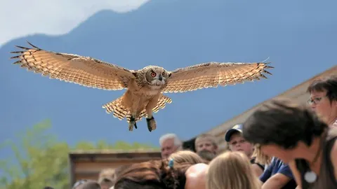 IL MONDO INCANTATO DELLA FALCONERIA — Hotel La Palma au Lac