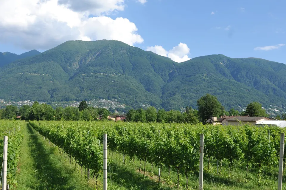 Innovation et techniques modernes : l'avenir de la viticulture — Hotel La Palma au Lac